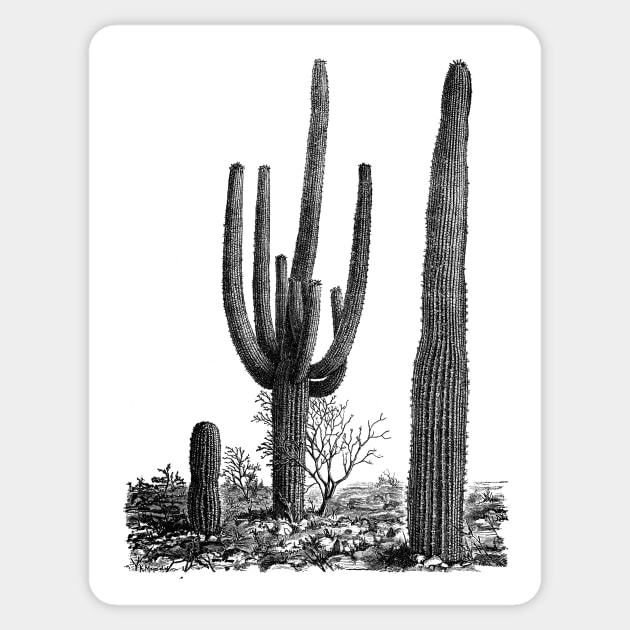 Giant cactus Sticker by MamaO1